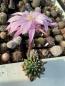 Preview: Echinopsis daydream lila